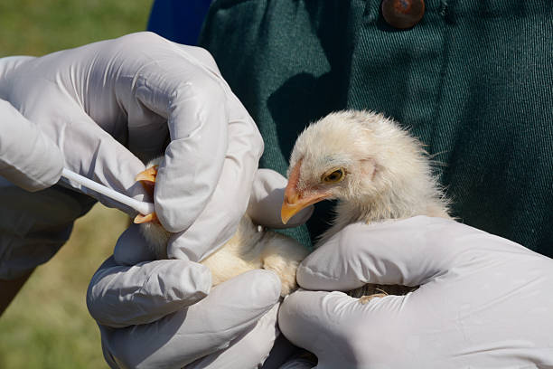 Testing chicks for avian influenza Swabbing mixed breed baby chicks to test for avian influenza animal saliva stock pictures, royalty-free photos & images