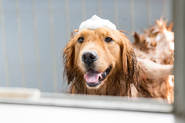 istock The golden retriever taking a bath 540996298