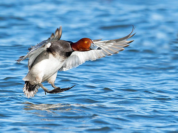 canard rousse mâle en vol - fuligule a tete rouge photos et images de collection