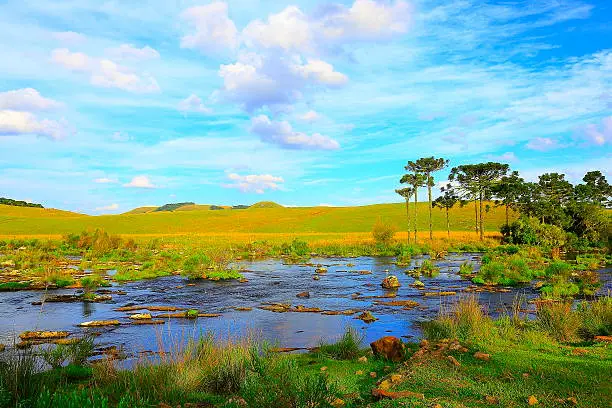 Photo of Araucárias, river stream, pampa countryside landscape, southern Brazil