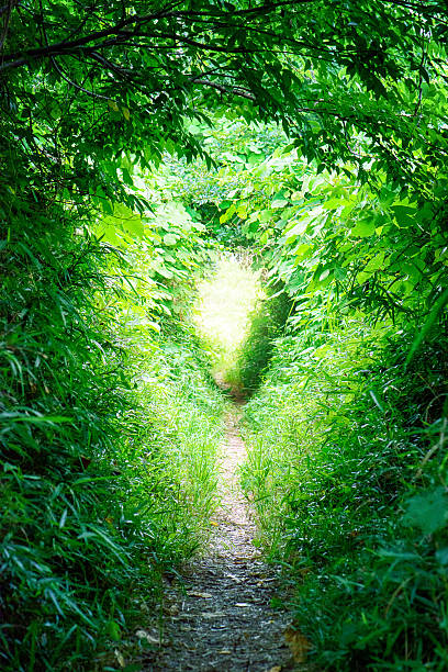 istock Tunnel of fresh green 540998214
