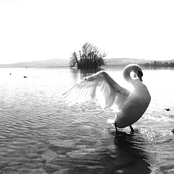 Beautiful Wings of the Swan