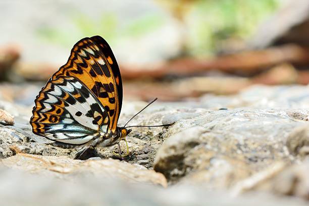 istock Baiqun macular butterfly in water 540999234