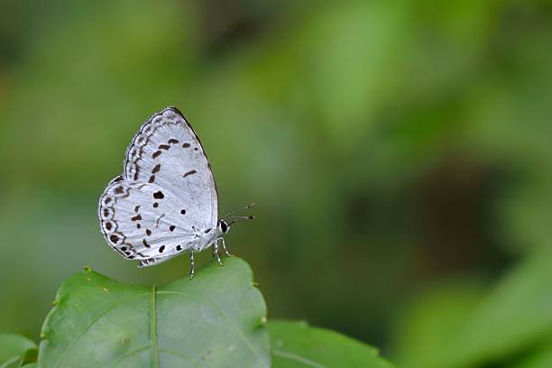 istock Taiwan Glass small gray butterfly 540999754