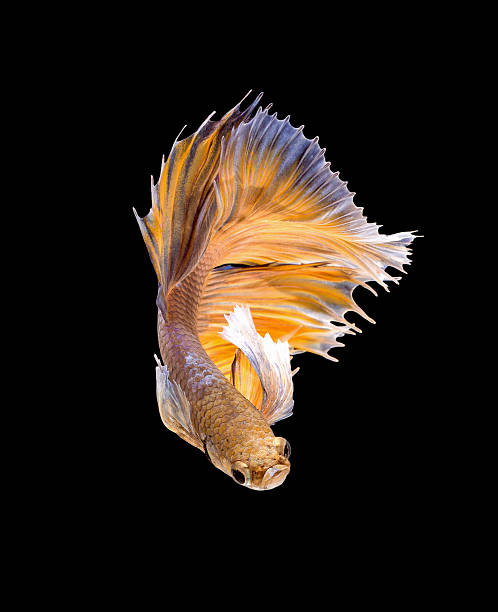istock Capture the moving moment of siamese fighting fish 541000786
