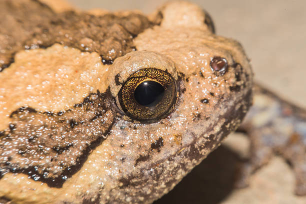 istock Close up bullfrog soft focus,Macro shot 541001138