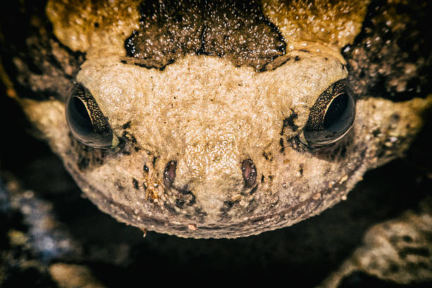 istock Close up bullfrog soft focus,Macro shot 541001252