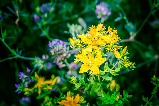 st johns zwyczajny - st johns wort zdjęcia i obrazy z banku zdjęć