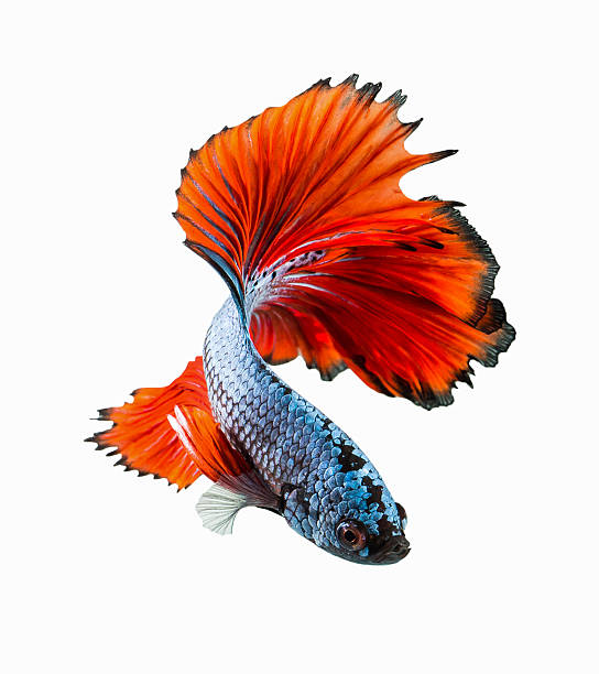 istock Movement  tail of red siamese fighting fish 541002628
