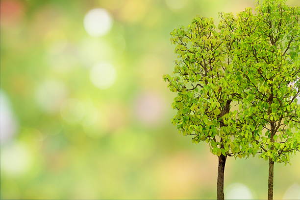istock perspective wood table over green trees on abstract  background 541004470