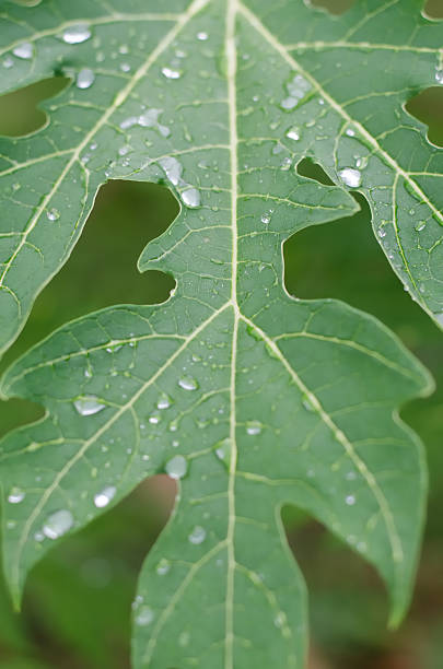istock water drop on green papaya leave 541004500