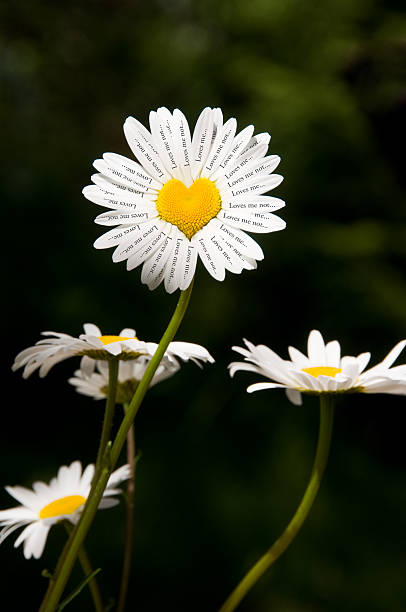 Loves me loves me not