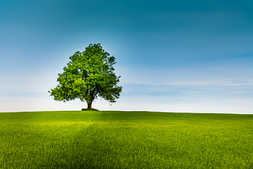 Lonely tree on a green field and blue sky