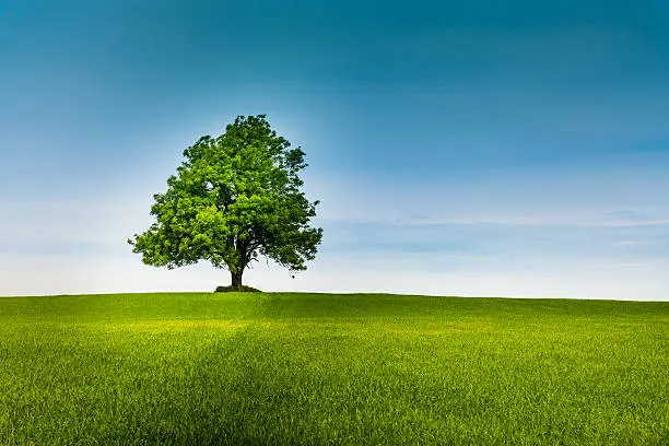 Photo of Lonely tree on a green field