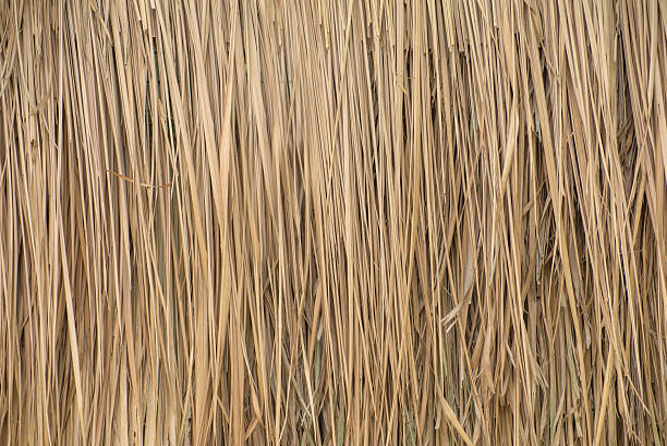 istock Thatch roof background, hay or dry grass background 541005590