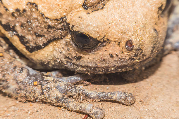 istock Close up bullfrog soft focus,Macro shot 541006172