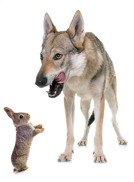 istock czechoslovakian wolf dog and bunny 541007154