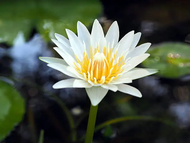 blossom lotus flower;focusflower