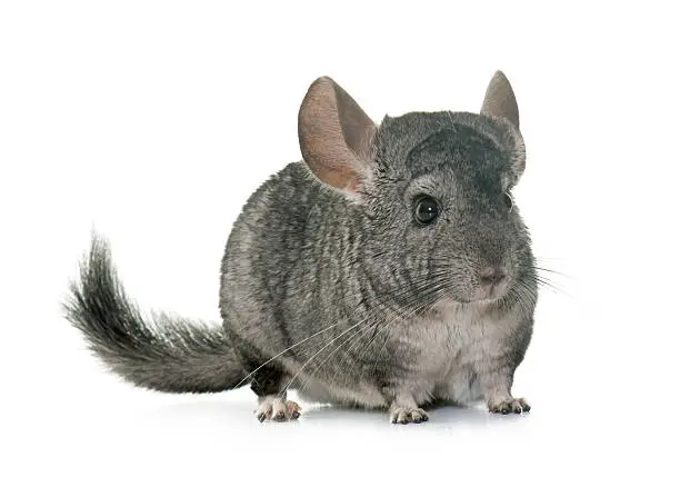 young chinchilla in front of white background