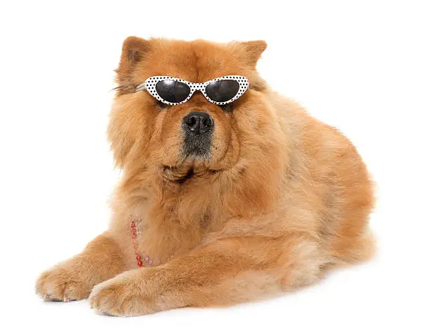 chow chow in front of white background