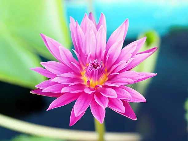 blossom lotus flower;focusflower