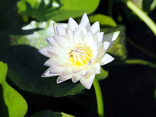 blossom lotus flower;focusflower