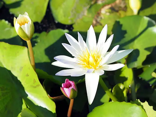 blossom lotus flower;focusflower
