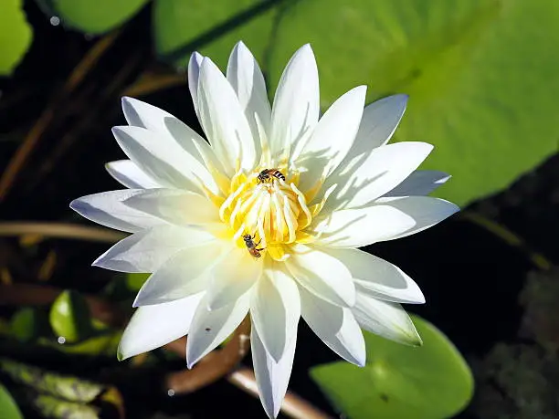 blossom lotus flower;focusflower