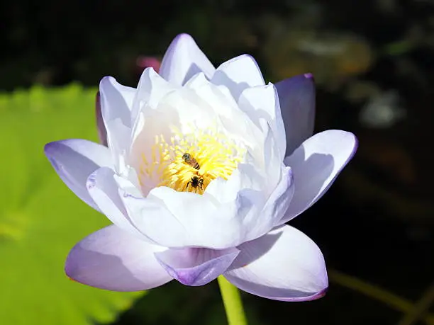 blossom lotus flower;focusflower