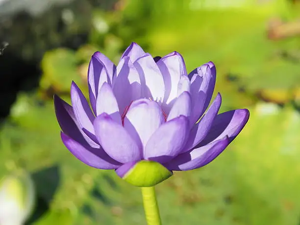 blossom lotus flower;focusflower