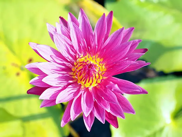 blossom lotus flower;focusflower