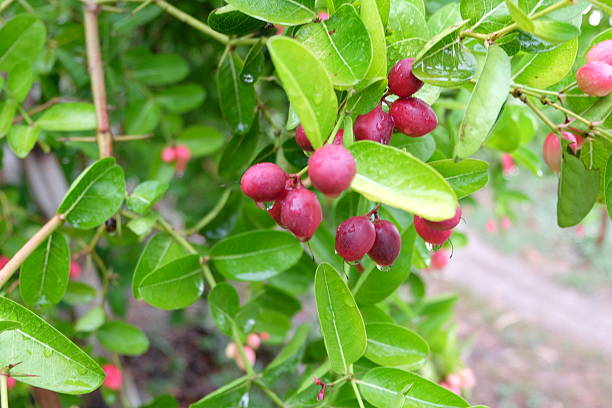 istock Carissa 's pink fruit 541110440