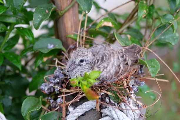 Photo of Zebra Dove