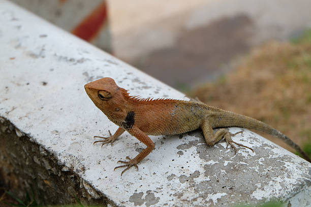 istock Gila tropical Asia in Thailand . 541110836