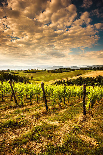 istock vineyard landscape in tuscany 541112024