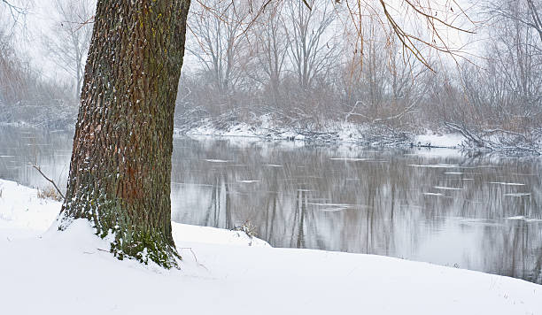 река и елка, покрытые снегом - winter stream river snowing стоковые фото и изображения