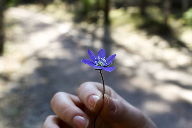 istock Small blue flower in a female hand 541113558