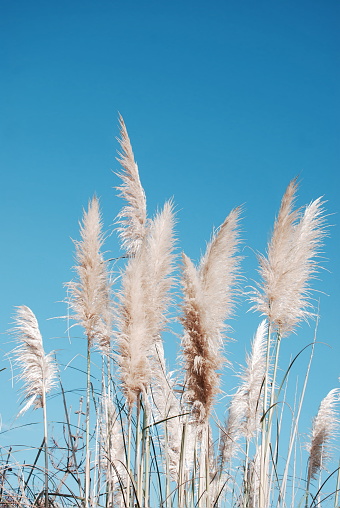 NZ native 'Toitoi' or 'Toetoe' grass heads blowing in the breeze. The name 'Toetoe' comes from the Māori language. It is a member of the Cortaderia fulvida genus.