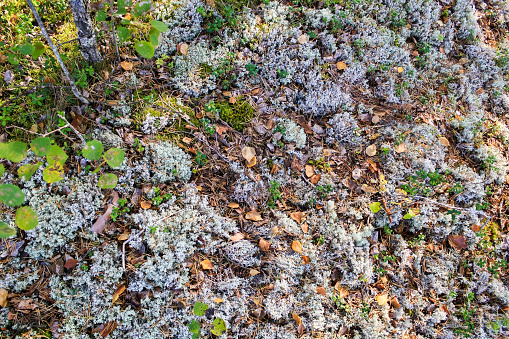 Forest ground with mosses, lichens, grass, leaves, mushrooms and sprigs.