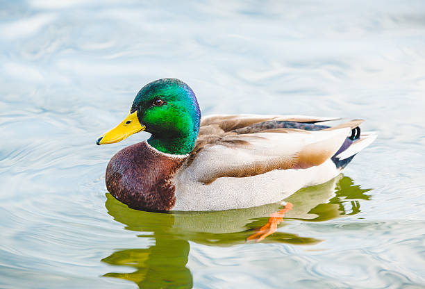 istock duck swimming in lake in the park 541114432