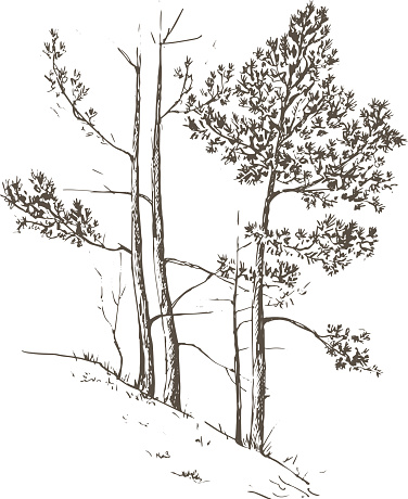 pine trees and grass at hill drawing by ink, sketch of wild nature, forest sketch, hand drawn vector illustration