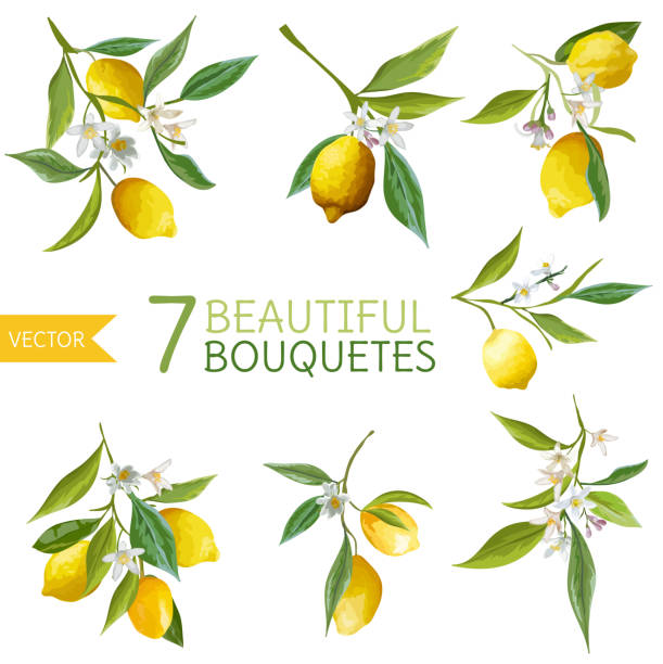 illustrations, cliparts, dessins animés et icônes de cru citrons, des fleurs et de feuilles. citron bouquetes. style aquarelle - fruit blossom