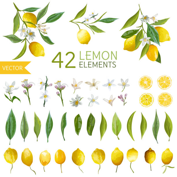 illustrations, cliparts, dessins animés et icônes de cru citrons, des fleurs et de feuilles. citron bouquetes. style aquarelle - lemon