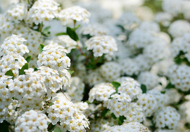 istock White spring flowers background with Spiraea cantoniensis. Blooming bush 541115610