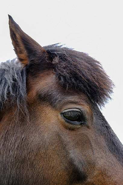 istock Close-up view of a New Forest Pony 541115920
