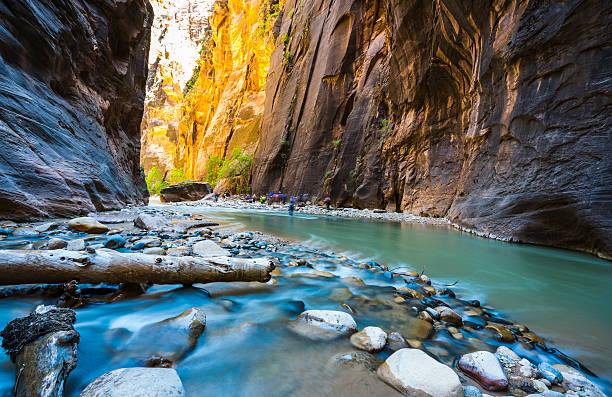 zion narrow with vergin river in Zion National park. zion narrow with vergin river in Zion National park,Utah,usa. zion river stock pictures, royalty-free photos & images
