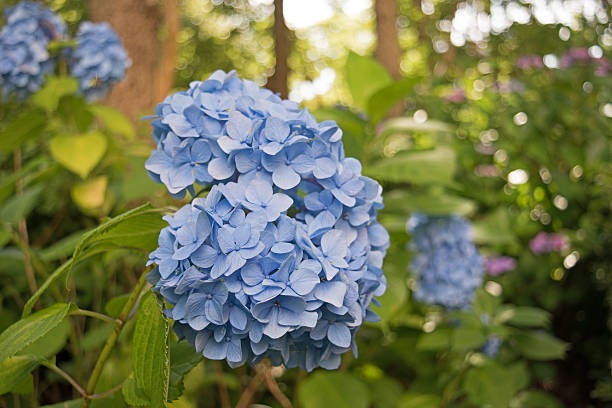 istock Close-up of Hydrangea flowers 541116162