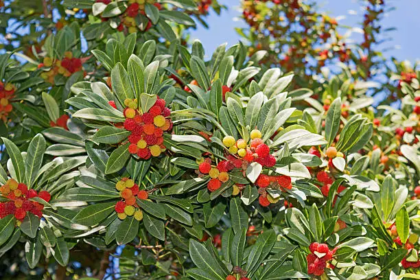 Strawberry tree - arbutus unedo an evergreen with mature fruits