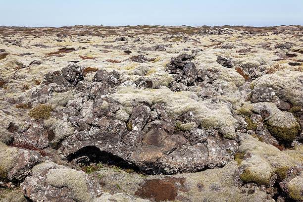 istock Lava field covered by moss in Krysuvik, Iceland 541117466