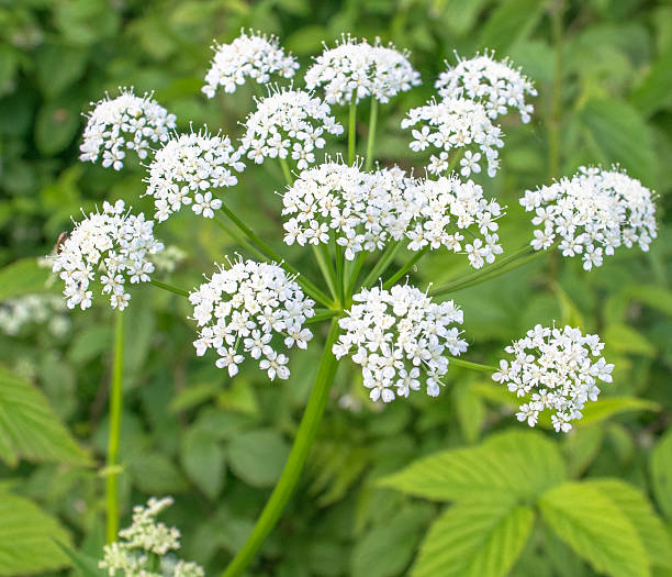 istock Plants in the forest of Russia 541118126